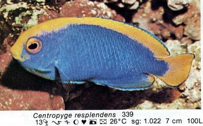 Centropyge resplendens